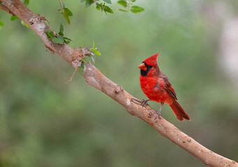 Male Northern Cardinal in Southern Florida