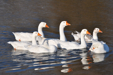 The geese swim in the river