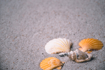 seashell on the beach in sand