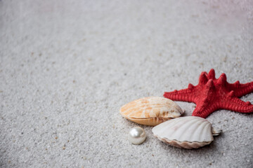 seashells and starfish in sand on a beach