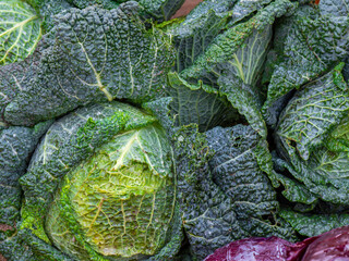 Close up of the fresh green cabbage with water drops.