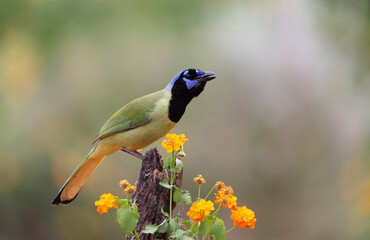 Beautiful Green Jay in southern Texas USA