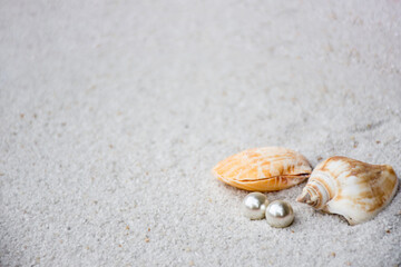 seashells with pearl on sand