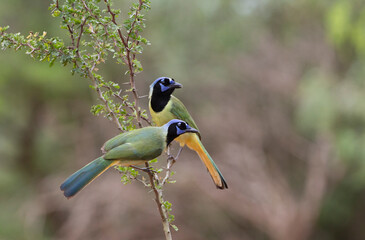 Beautiful Green Jay in southern Texas USA
