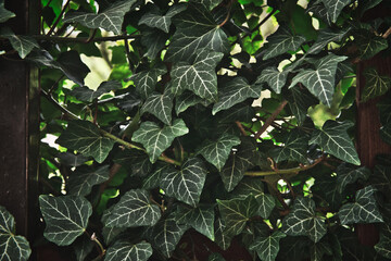 View of the ivy growing by the fence. The concept of decorating the garden.