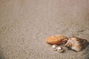seashells with pearl on sand