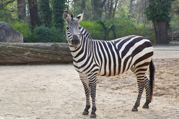 Fototapeta na wymiar Graceful zebra in the city zoo looks ahead 