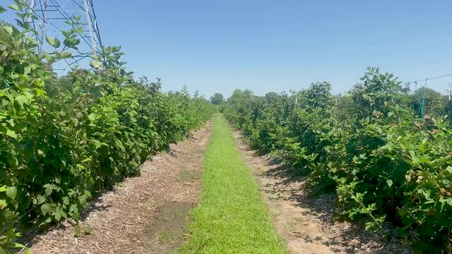 Still shot of a long row of crops at a farm. Blackberry bushes and blue sky. Video is HD 60fps.