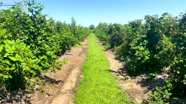Forward moving shot of a long row of crops at a farm. Blackberry bushes and blue sky. Video is HD 60fps.