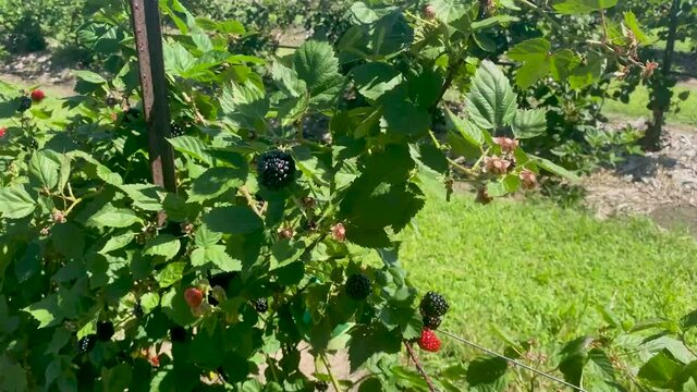 Close up Shot of blackberry bush and moves into a pan of the row of crops. Shot at a farm on a beautiful day with a blue sky. Video is HD 60fps.