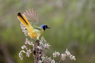 Beautiful Green Jay in southern Texas USA