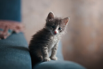 A grey kitten sitting on a blue sofa