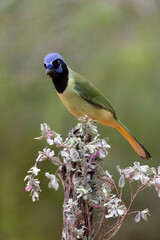 Beautiful Green Jay in southern Texas USA