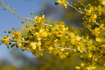 Numerous yellow blossoms of Blue Palo Verde, Parkinsonia Florida, Fabaceae, native tree in the periphery of Twentynine Palms, Southern Mojave Desert, Springtime.