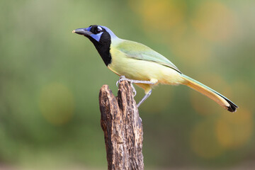 Beautiful Green Jay in southern Texas USA