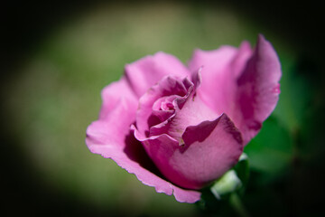 single pink rose