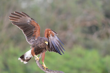 Harris Hawk in Southern Texas