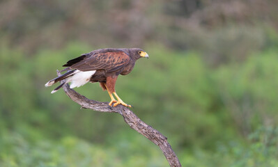 Harris Hawk in Southern Texas