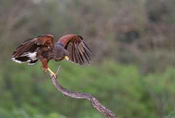 Harris Hawk in Southern Texas