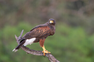 Harris Hawk in Southern Texas