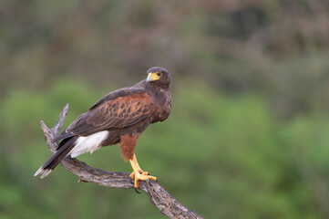 Harris Hawk in Southern Texas