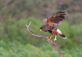 Harris Hawk in Southern Texas