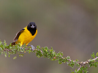 Audubon's oriole in Southern Texas