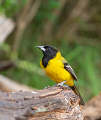 Naklejka premium Audubon's oriole in Southern Texas