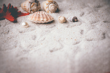 seashells and starfish in sand on a beach
