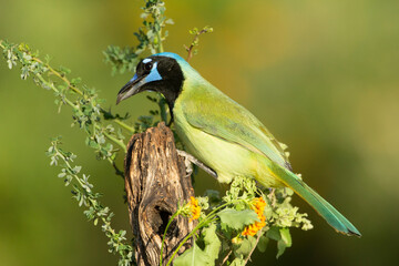 Beautiful Green Jay in southern Texas USA