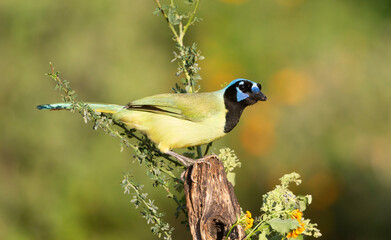 Obraz premium Beautiful Green Jay in southern Texas USA
