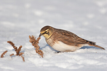 Horned Lark in Snow covered field