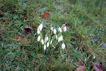 Lilly of the field flowers view, England