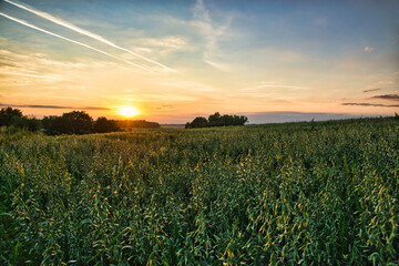 Cereal, oats against the setting sun. The concept of growing grain, growth of goods. Harvest, care of wheat, rye, oats.