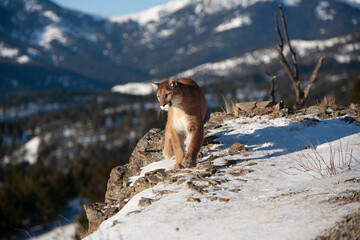 Obraz premium Mountain Lion in Montana Wilderness