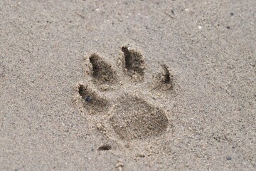 Paw print from dog in sand