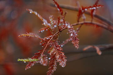Close up of colored coniferous tree branches with raindrops