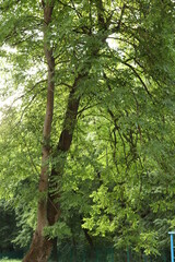 Obraz premium green trees in the forest in summer