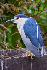 Black-crowned night heron (Nycticorax nycticorax)