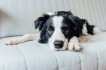 Funny portrait of cute smiling puppy dog border collie on couch