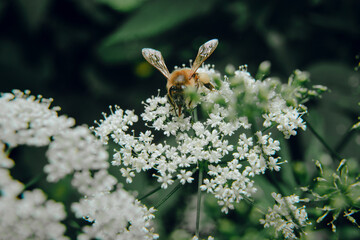 A bee collecting nectar. The concept of biology and flying insects. The bee collects nectar from flowers, and nectar on the legs. Bee's usefulness, protection.