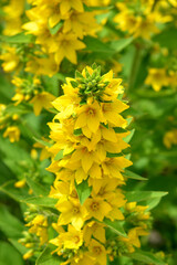  Loosestrife beautiful yellow flowers in the garden