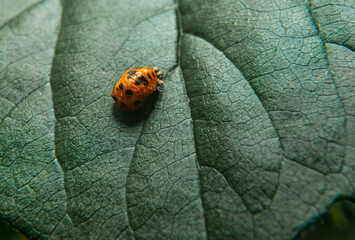 Colorado potato beetle larva. Insect and entymology concept. Insects living in the garden,...