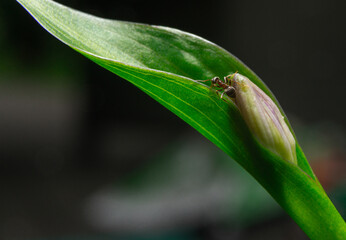 Ant on a twig, leaf. Insect and entymology concept. Insects living in the garden, outdoors. Pests and useful insects.