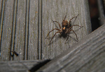 Spider Angle. Insect concept and entomology. Insects living in the garden, outdoors. Pests and useful insects.