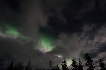 Beautiful aurora borealis in winter spruce tree forest