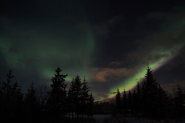 Beautiful aurora borealis in winter spruce tree forest