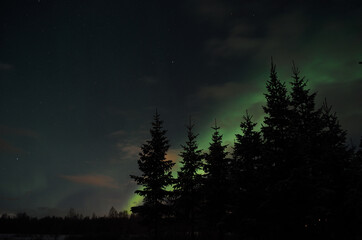 Fototapeta na wymiar Beautiful aurora borealis in winter spruce tree forest