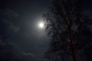 full moon in arctic circle with forest and tree silouette