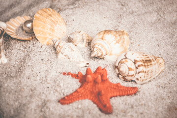 seashells and starfish in sand on a beach